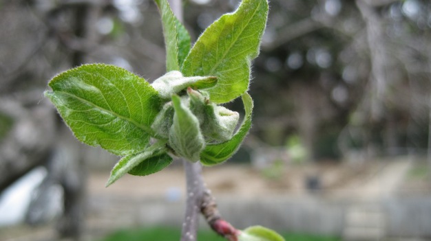 Apple Tree Bud, MakingGoodForAll © 2014